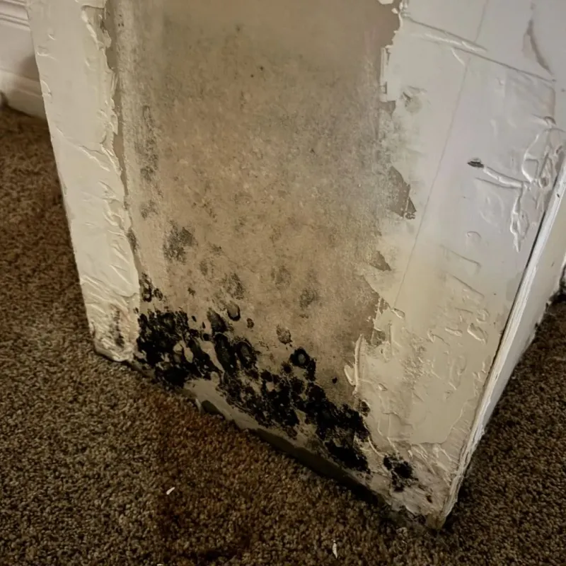 Professional Mold Removal in Centerville, UT